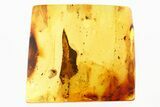 Detailed Fossil Rove Beetle (Staphylinidae) in Baltic Amber #278646-1